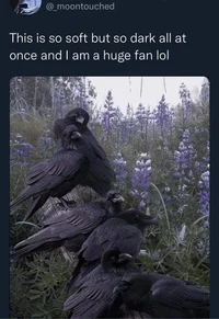 Crow Father