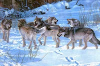 Wolf pack
