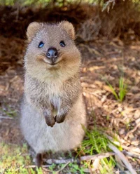 quokkas