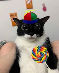 Lollipop cat