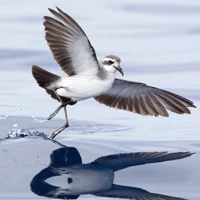 White-Faced Petrel
