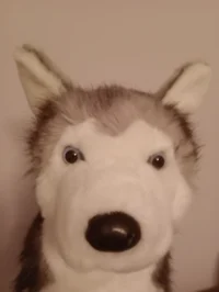 Husky Plush
