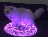 lil demonic gray cat