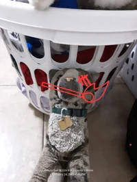 Generation apexkitty