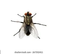 Fly 