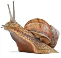 Snail Quiz