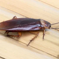 A roach