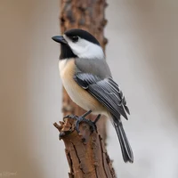 Poecile Atricapillus