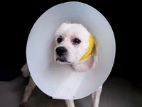 Dog cone 