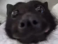 Hiiieee123