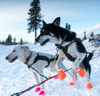 Sled Dog Race RP