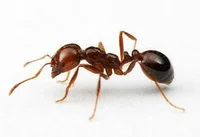 Ant