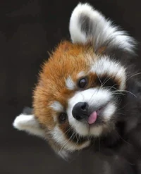 Red Panda 