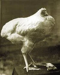 Mike the Chicken