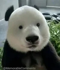 Browless Panda