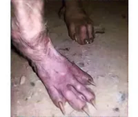 The paws 