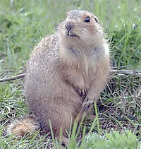 Gopher