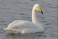 Whooper swan 