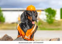 Big dog construction