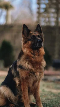 German Shepherd 