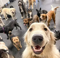JOB Dog Daycare