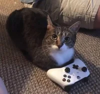 Gato Do Xbox