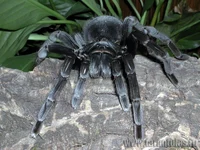 Приемные питомцы 