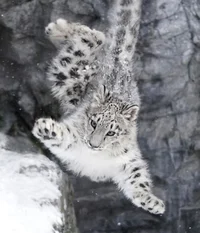 snow leopard