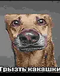 Грызть какашки