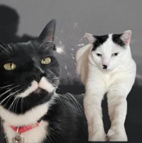 Kitler and Meowseph