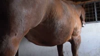 Alien pregnant horse