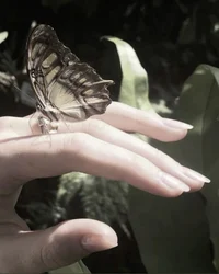 Alabaster Torrington