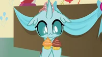 Ocellus