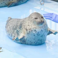 Seal
