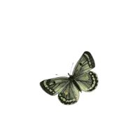 12 - A FANTASY DVDER