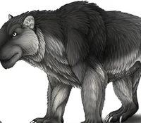 Bear like wolf