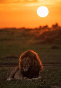 Lion rpg