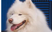 Samoyed dog