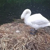 Swan