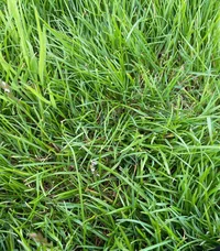 Grass