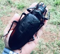 Blood-Beetle