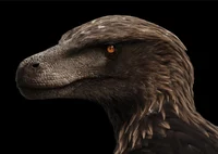Utahraptor