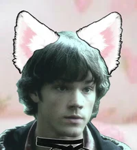 Kitten-Sam Wincheste