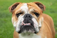 Bulldog