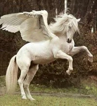 White Pegasus 