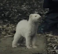 Ferret Draco 
