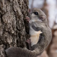 Flying Squirrel