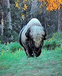 Bison