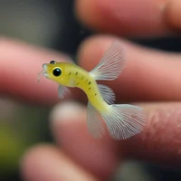 Tiny annoying fish