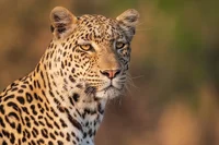 Female Leopard